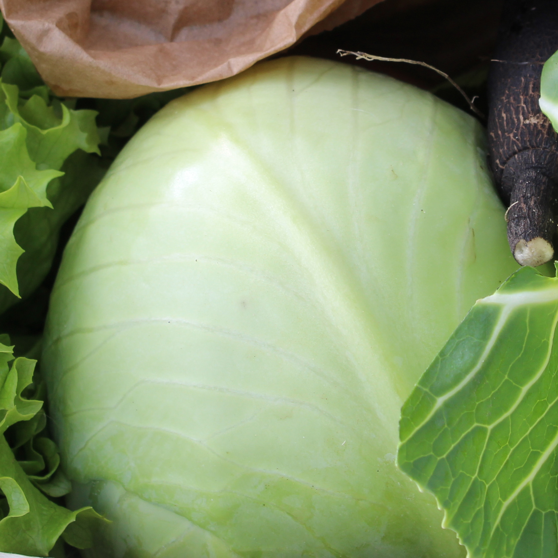 Chou Cabus blanc - coupé