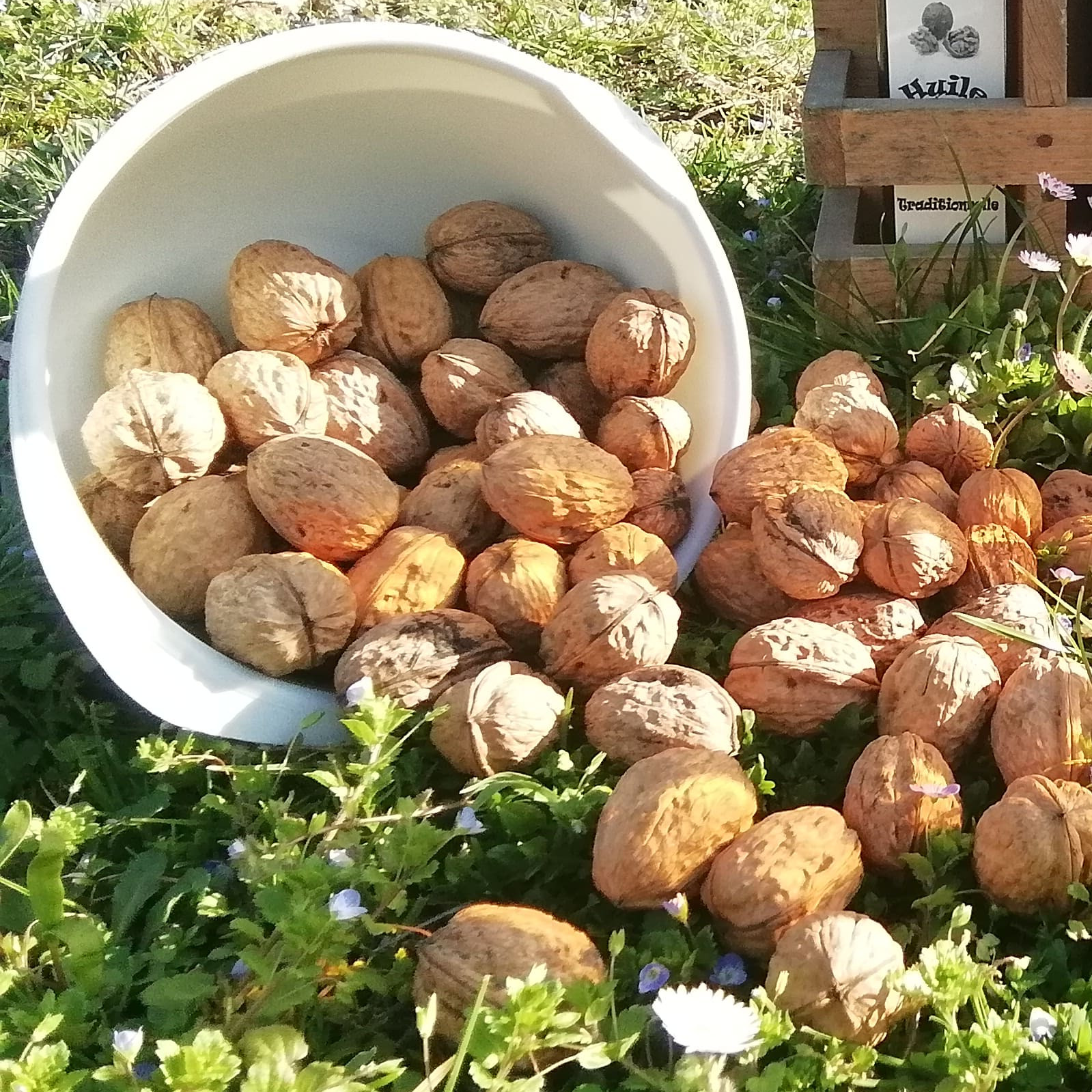 Noix de Bouvesse - 1kg