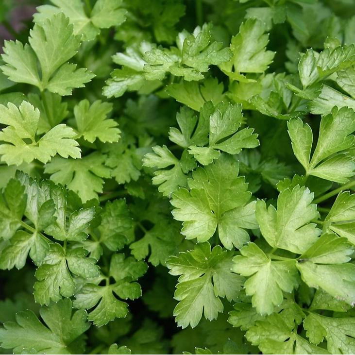 PLANT DE PERSIL PLAT Géant d'Italie