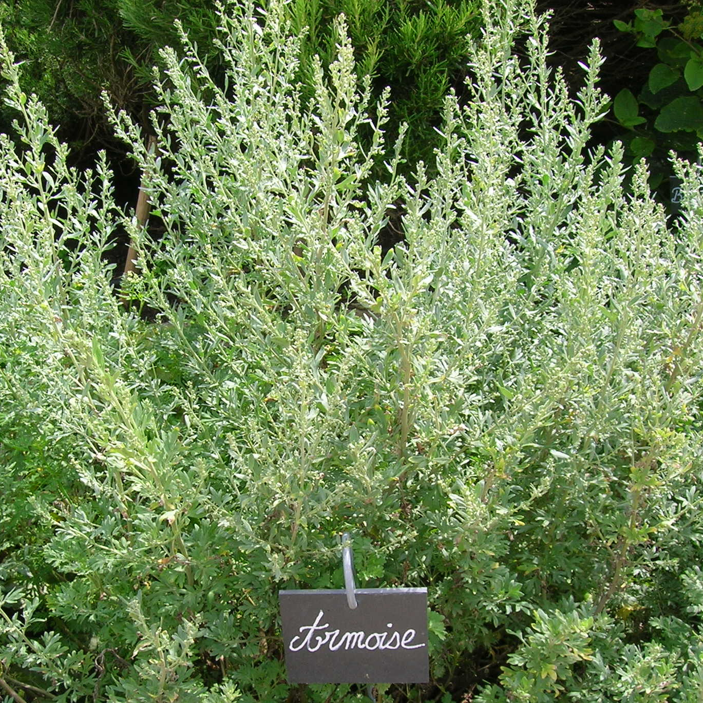 Alcoolature d'armoise commune - 30ml