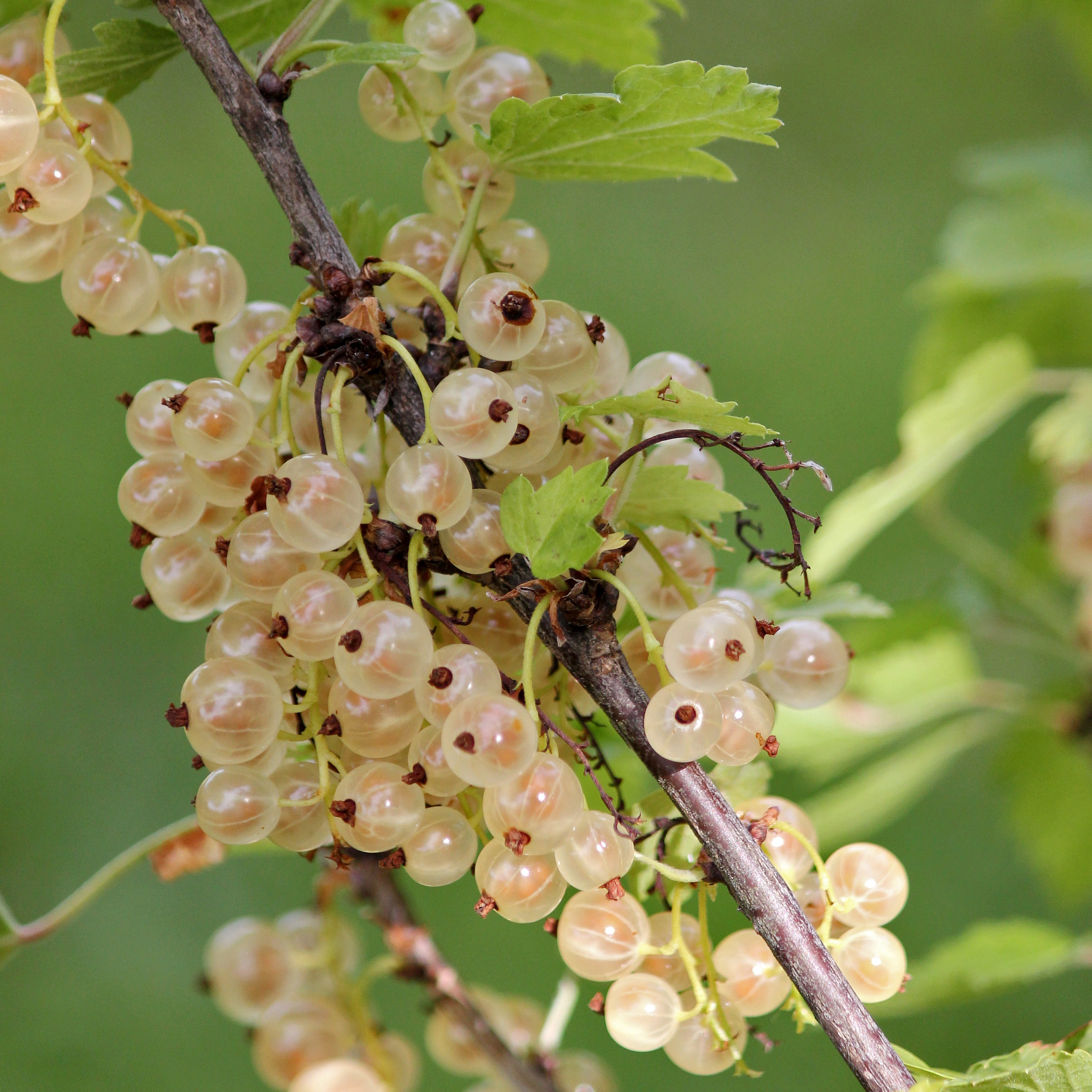 Groseillier blanc 'Blanka’ Pot 3L