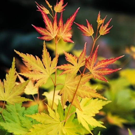 Erable japonais orangé - Acer palmatum "Orange Dream"
