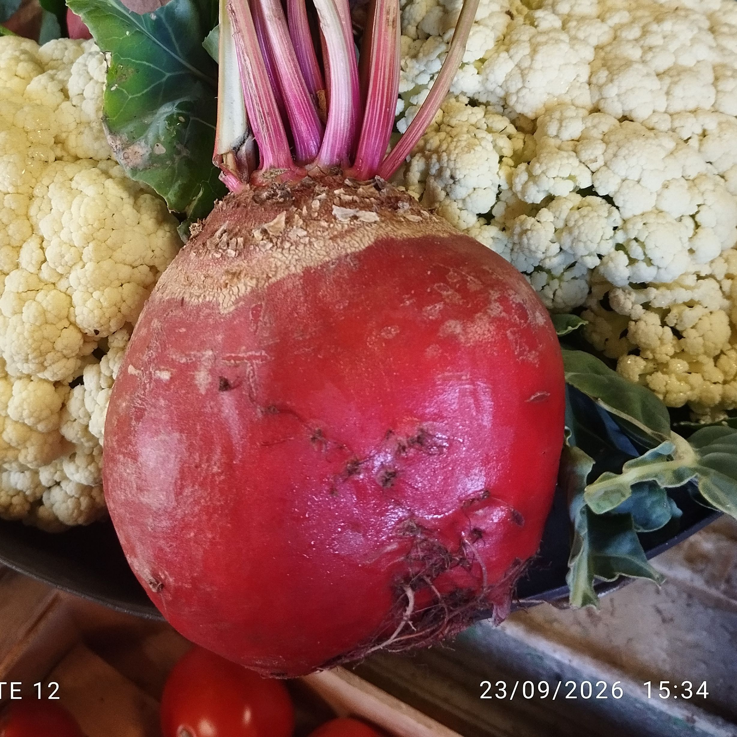 Betteraves Chioggia
