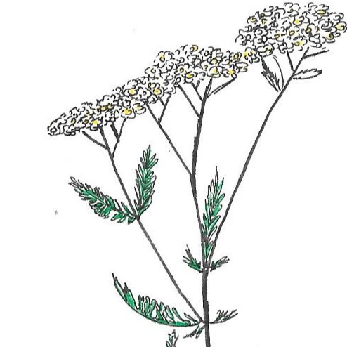 Achillée millefeuille - 30ml