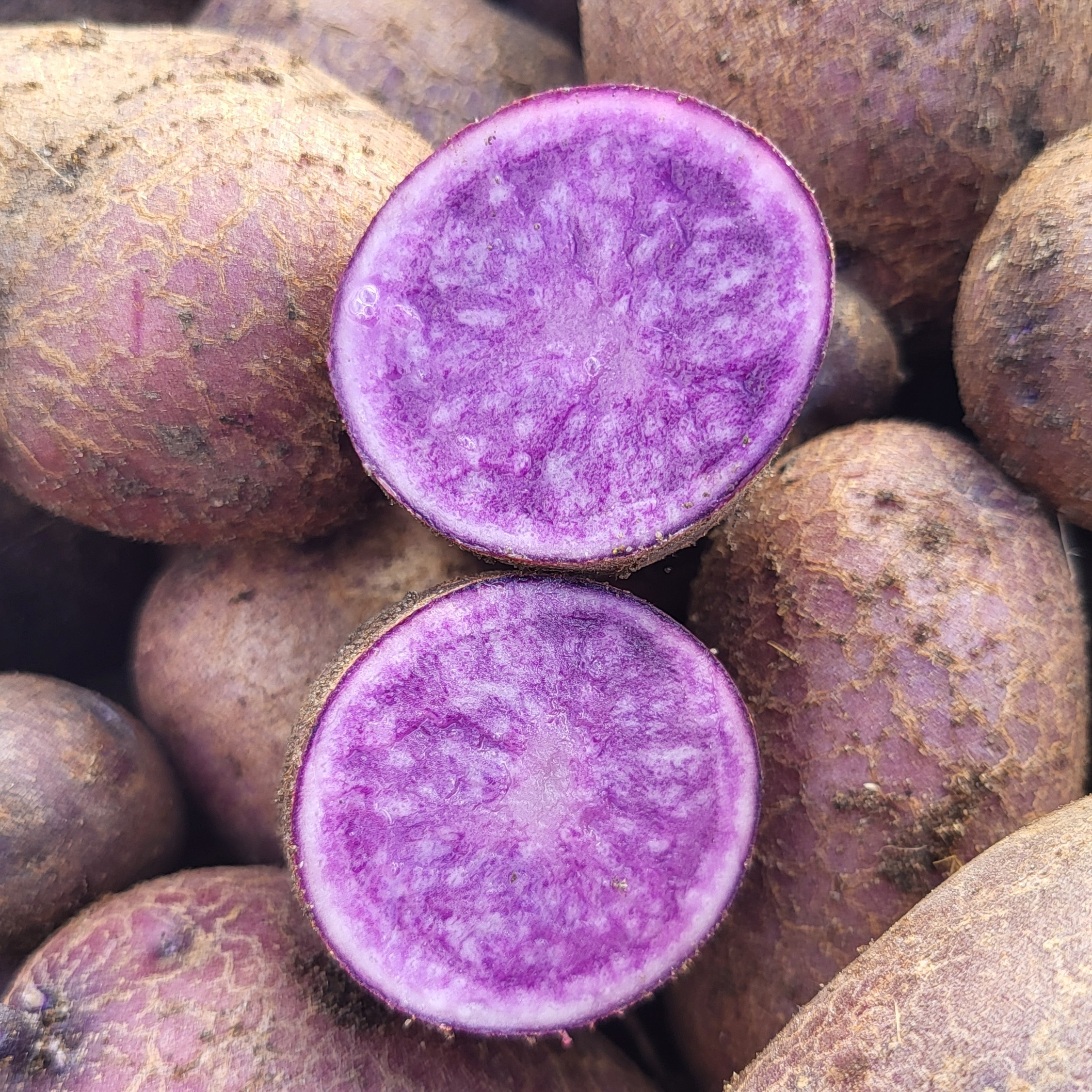 Pomme de terre violette - 500g