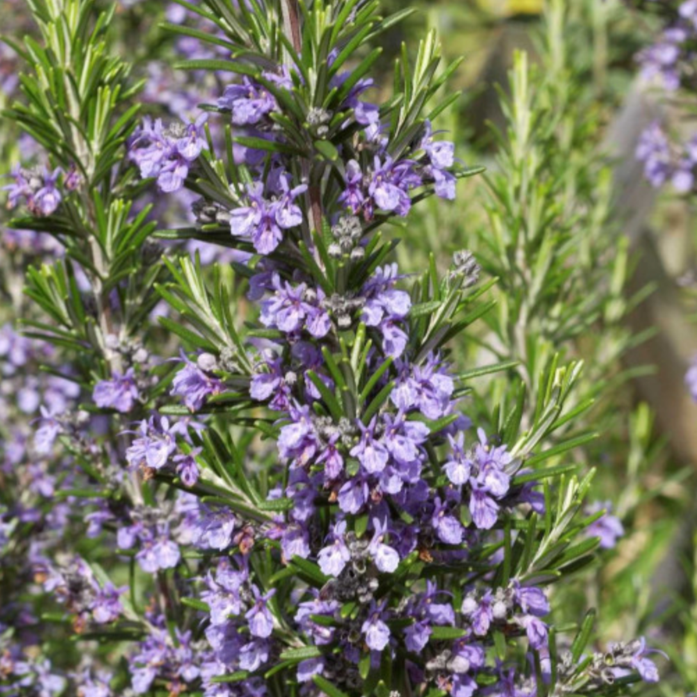 Romarin érigé 'Toulourenc' pot de 3L