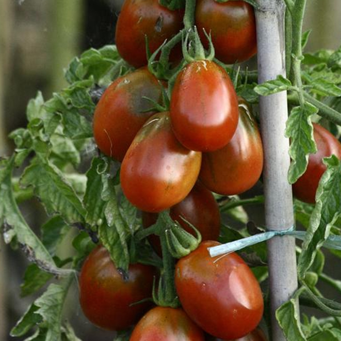 Tomate cerise PRUNE NOIRE