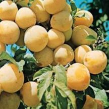 Prunier - Prunus domestica "Reine Claude d'Oullins"
