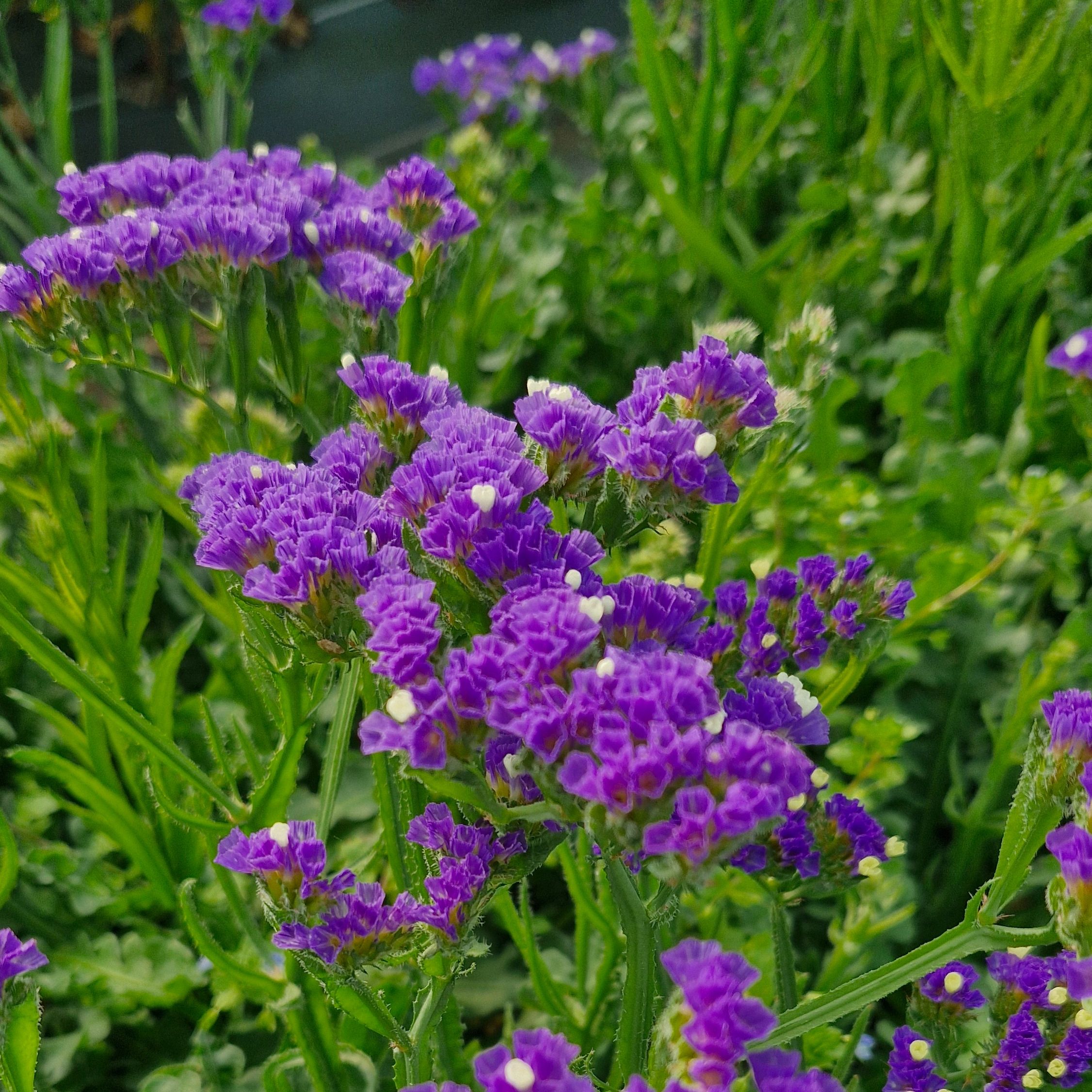 Statice bleu (botte de 10 tiges)
