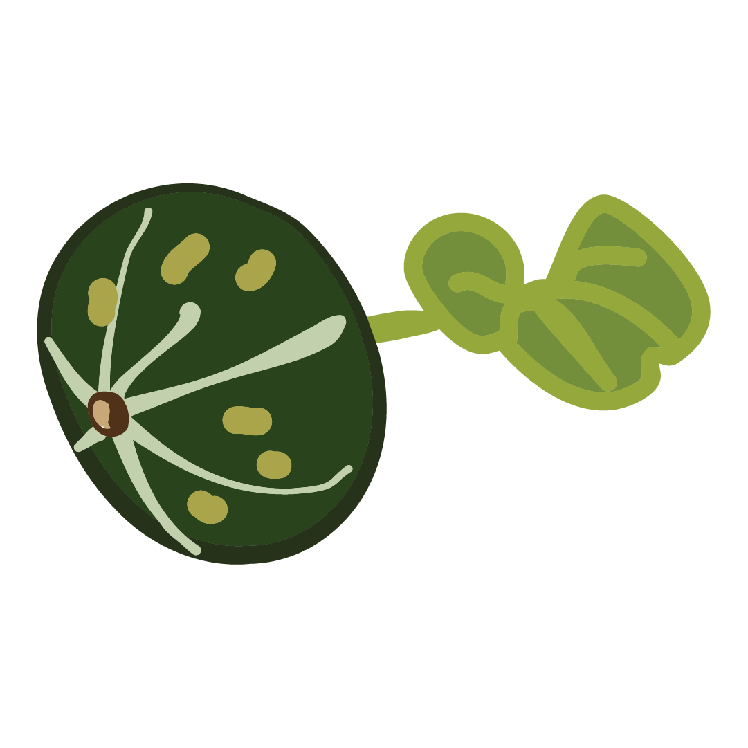 Courge Potimarron doux vert d'Hokaido