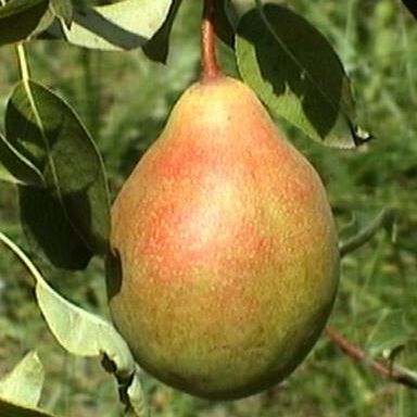 Poirier - Pyrus communis "Légipont"