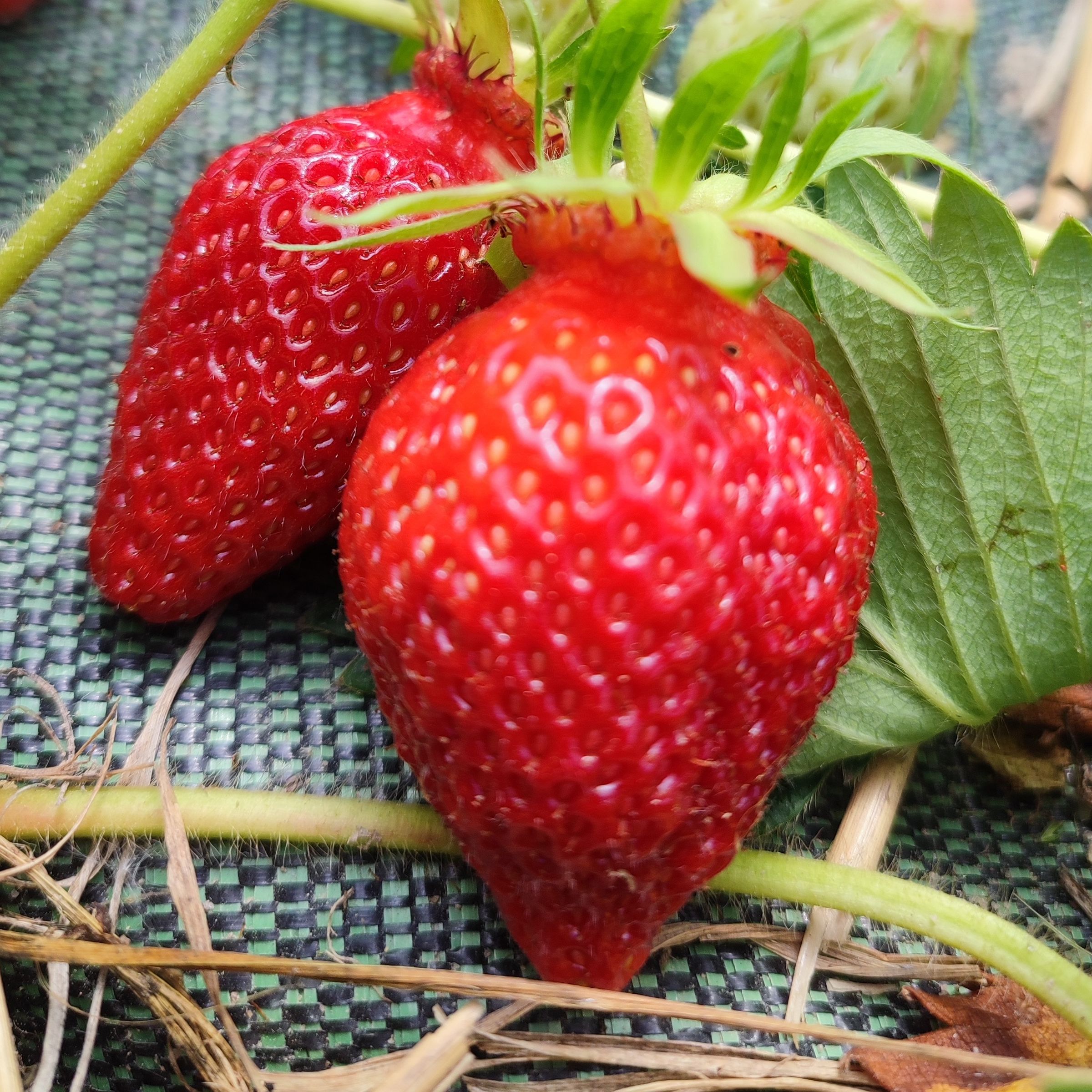 Fraise gariguette - 250g