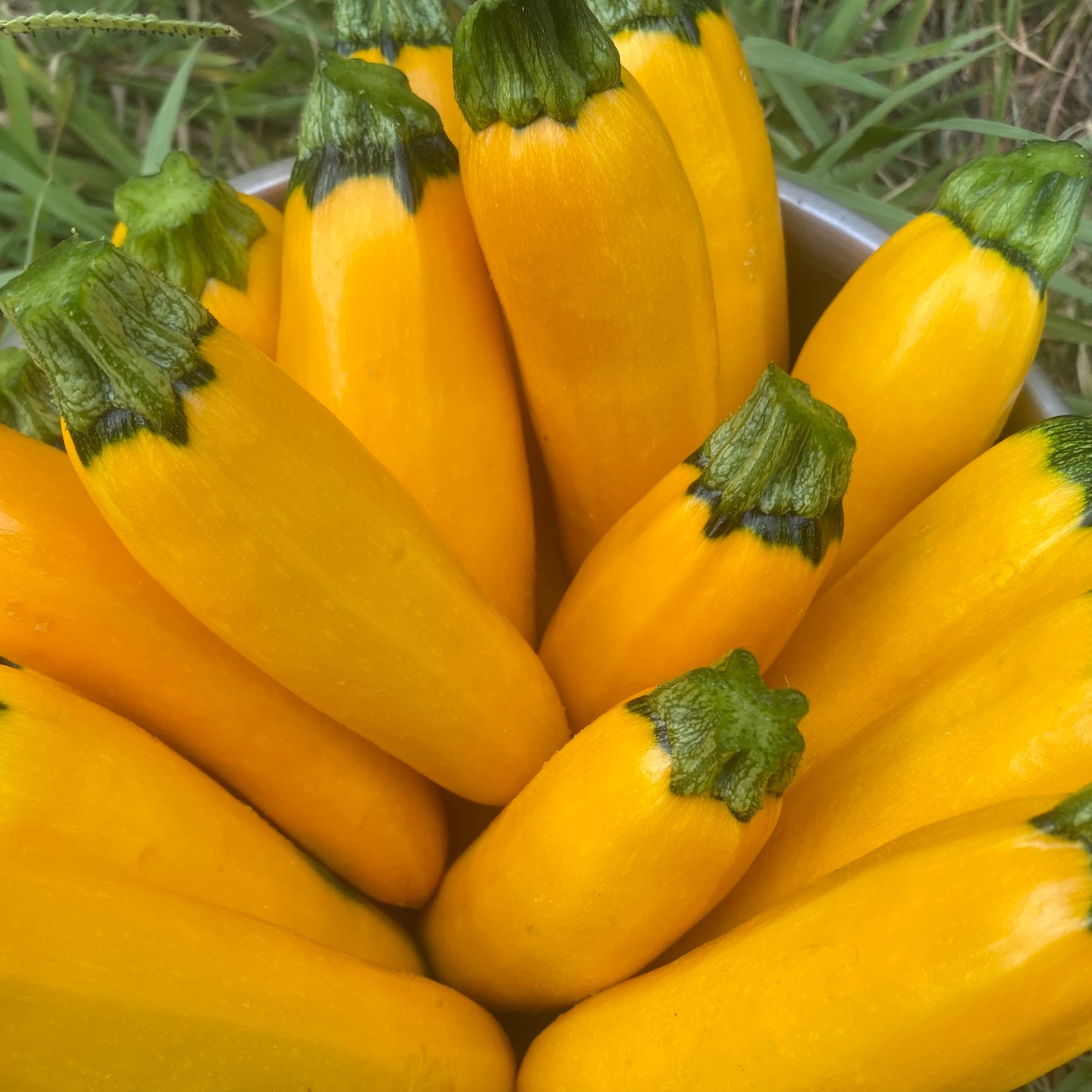 Courgettes (jaunes Lingodor, rondes de Nice et jaunes Goldy) - 1kg