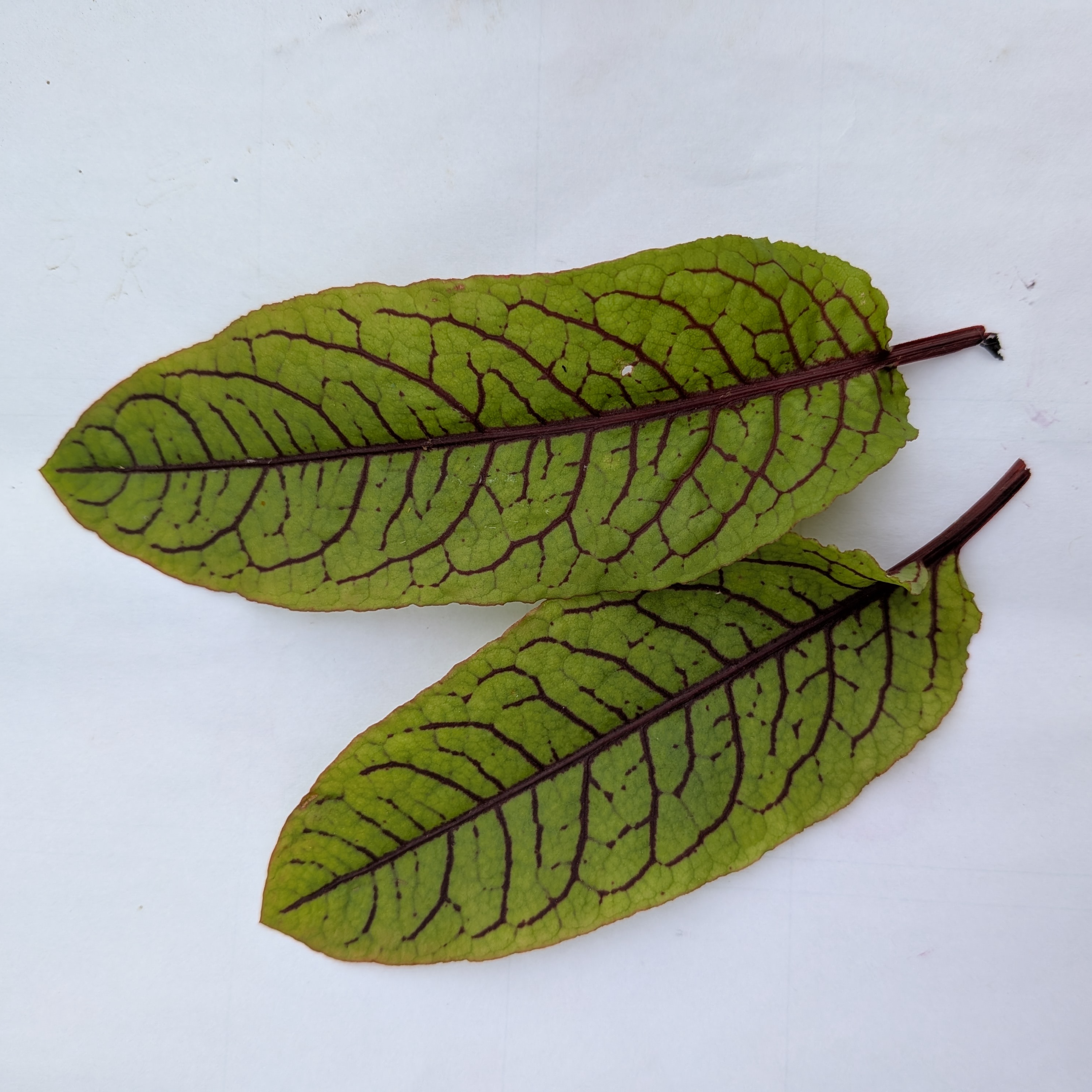 Oseille Sanguine - 30g