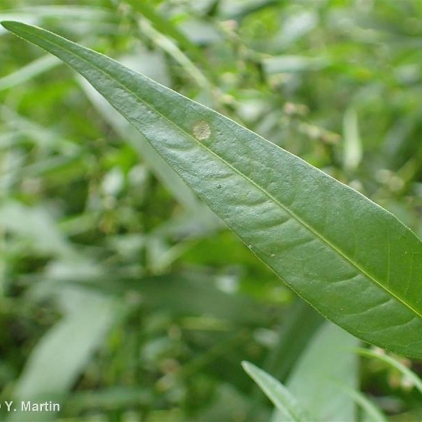 Feuilles de poivre d'eau ( par 30)