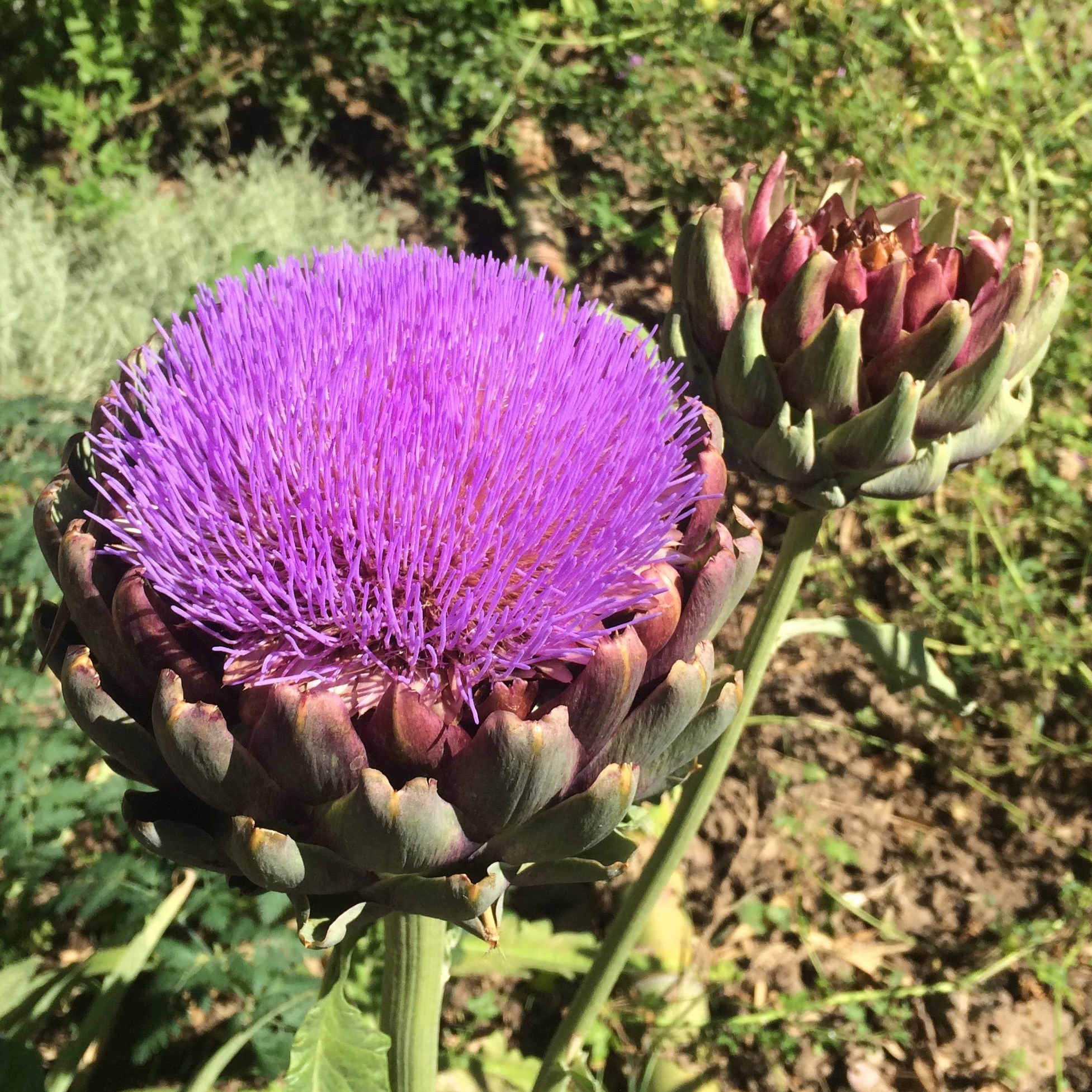 Artichaut 'Gros Vert de Laon' Pot 2L profond