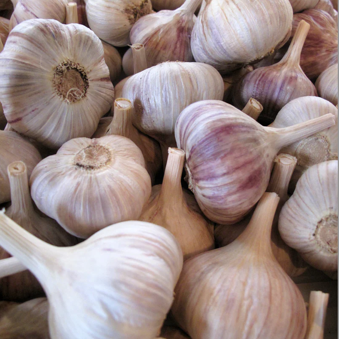 Ail blanc (100g)