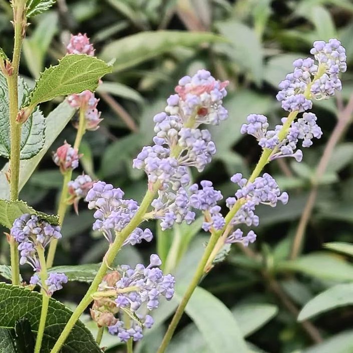 Céanothe persistante bleue - Ceanothus burkwoodii