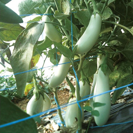 Plant Aubergine Blanche - 300g