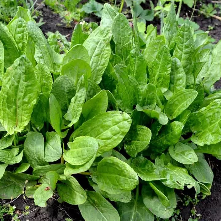 Plant d'Oseille verte