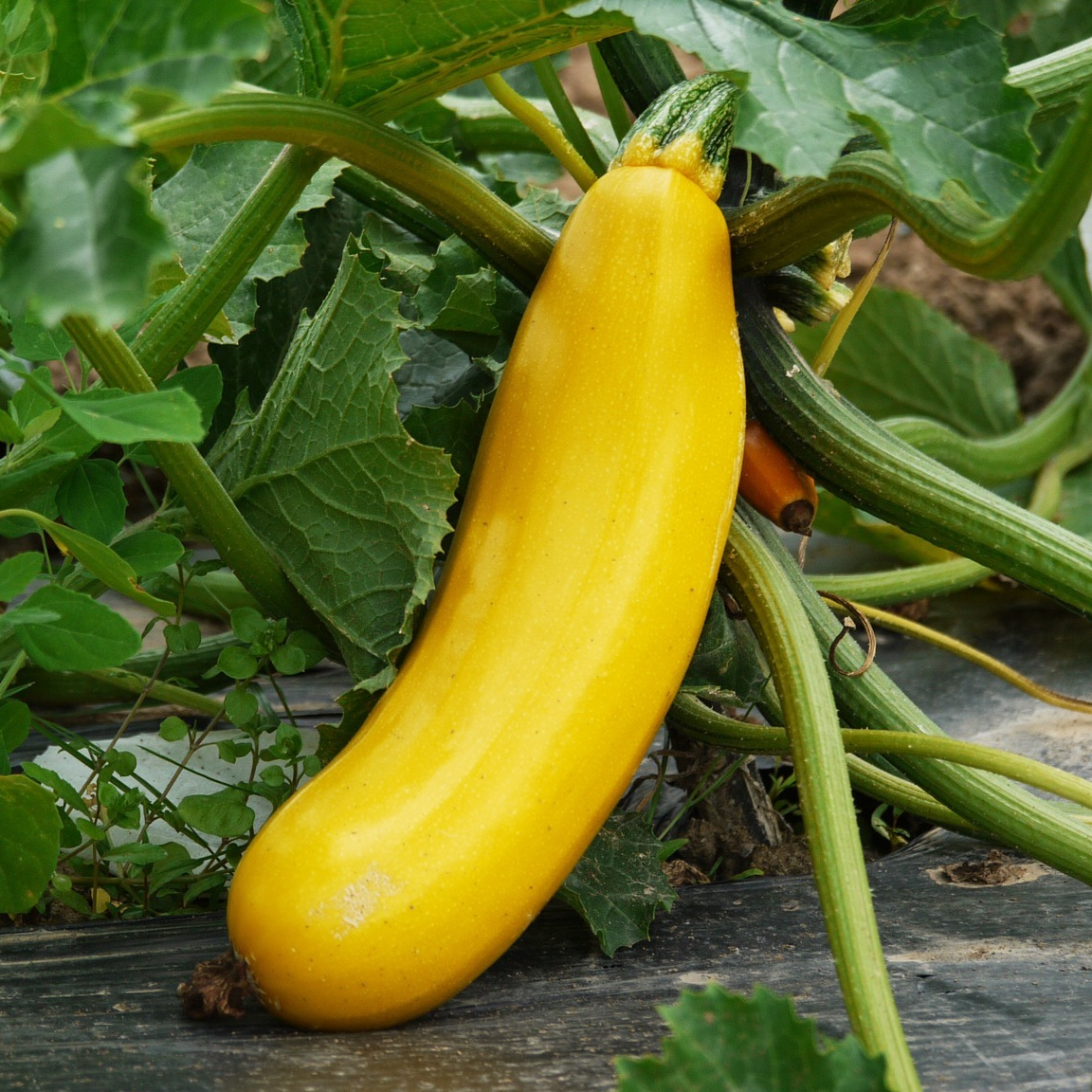 Courgette jaune Gold Rush - godet 8 cm