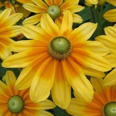 Rudbeckia hirta 'Prairie Sun' - godet 8 cm