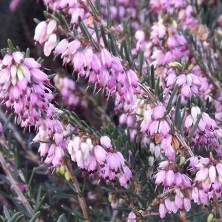 Bruyère d'hiver - Erica darleynensis - Rose