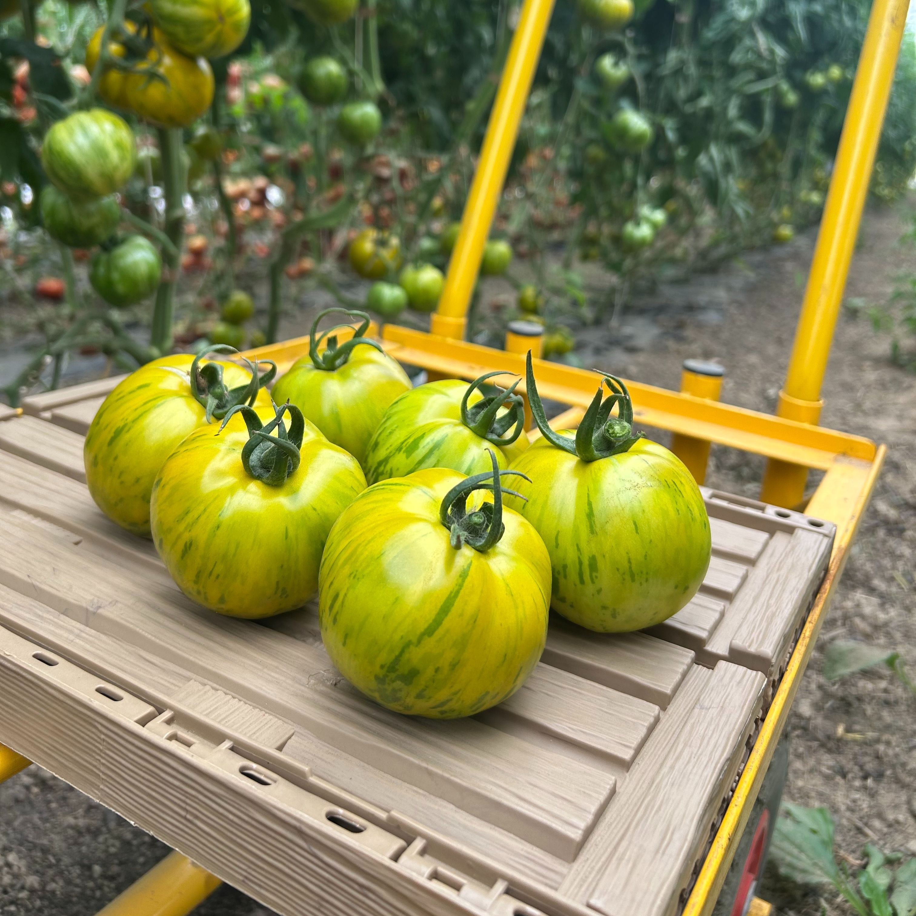 Tomates green zebra