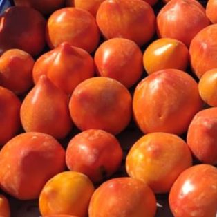 Tomate coeur de boeuf