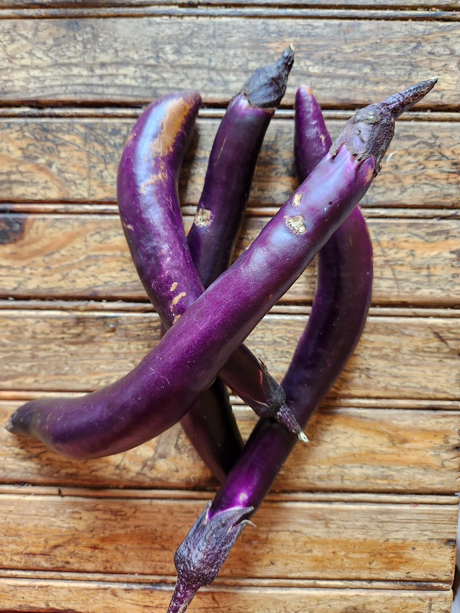 Aubergine japonaise