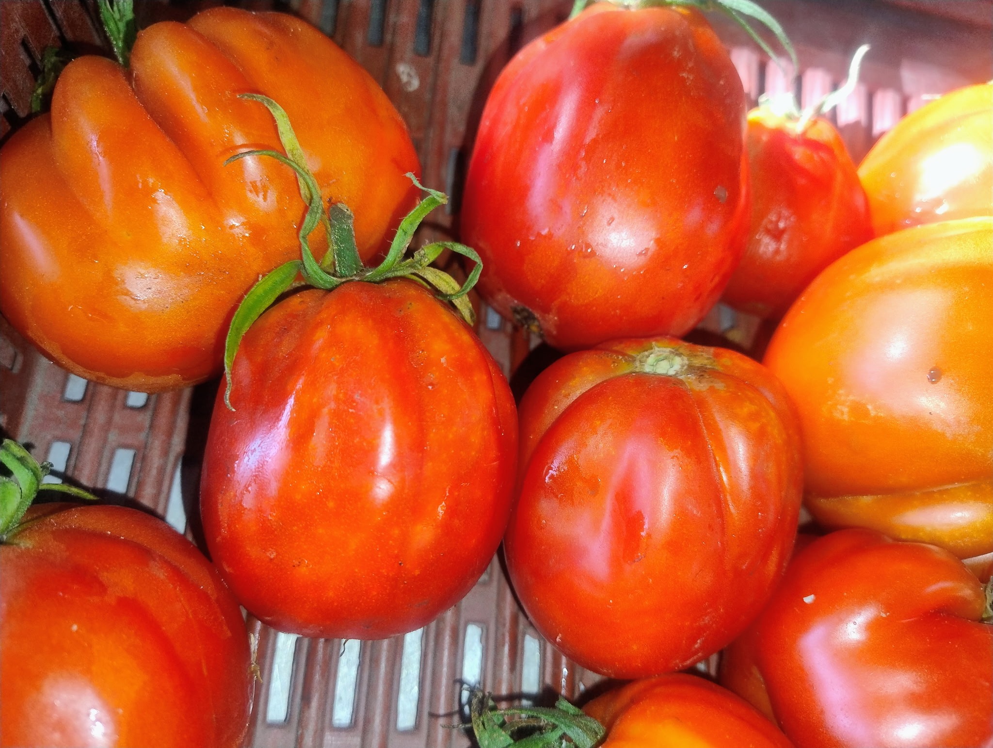 TOMATE (Coeur de boeuf)