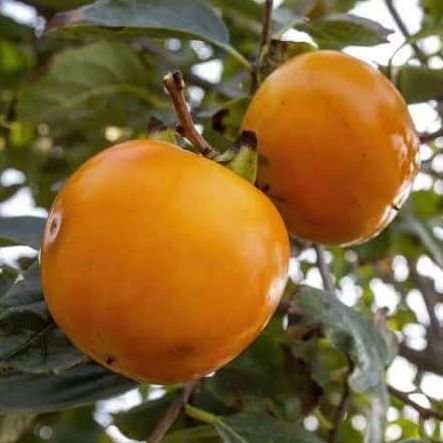 Kaki pomme - Diospyros lotus "Fuyu"
