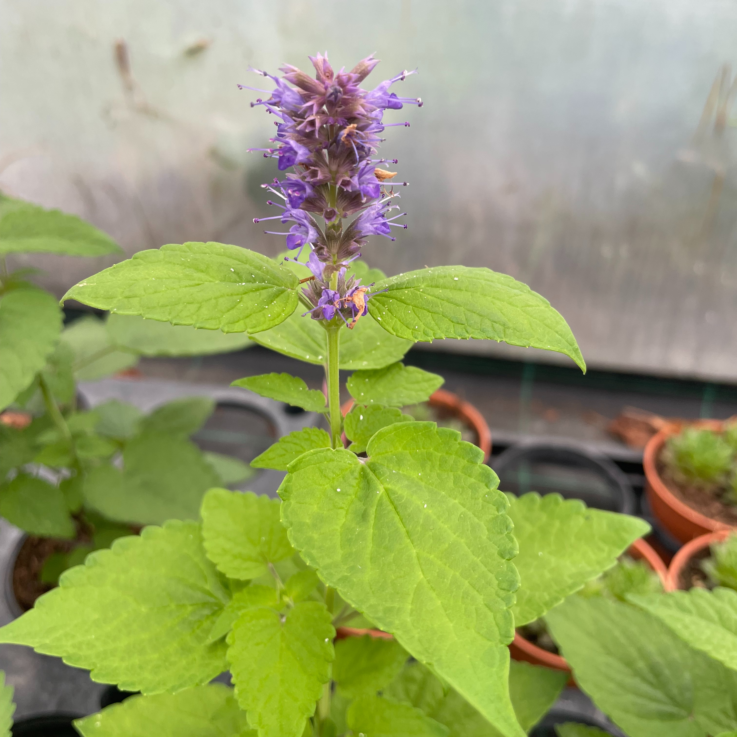 Agastache rugosa