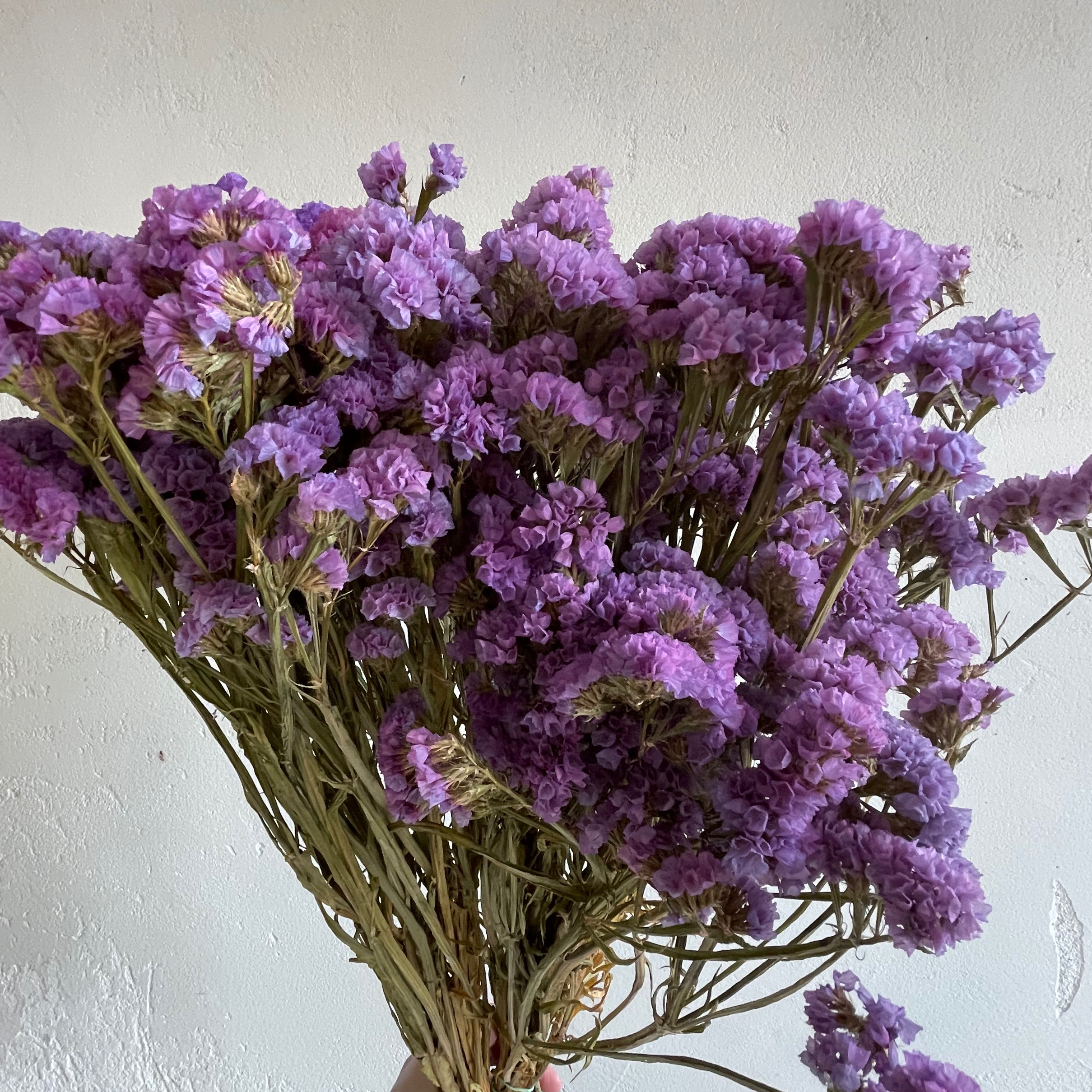 Statice Violet - 100g