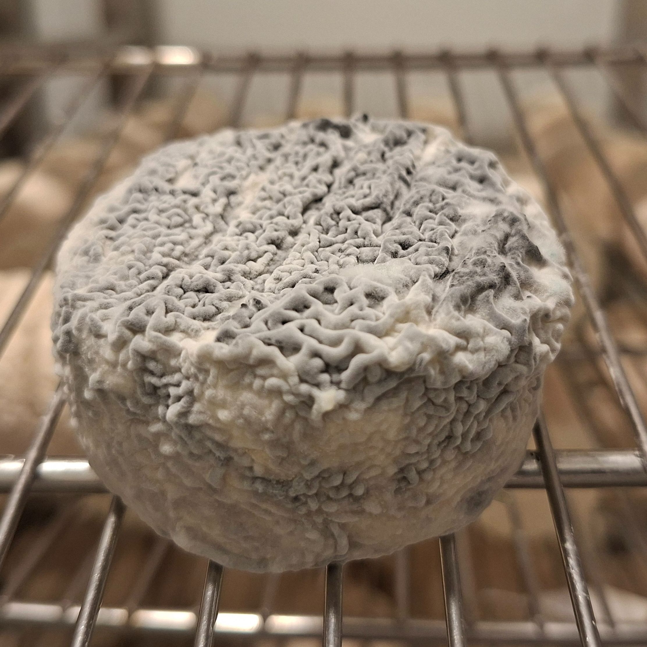 Crottin cendré - 70g