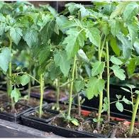 Plant De Tomate cerise datto choco