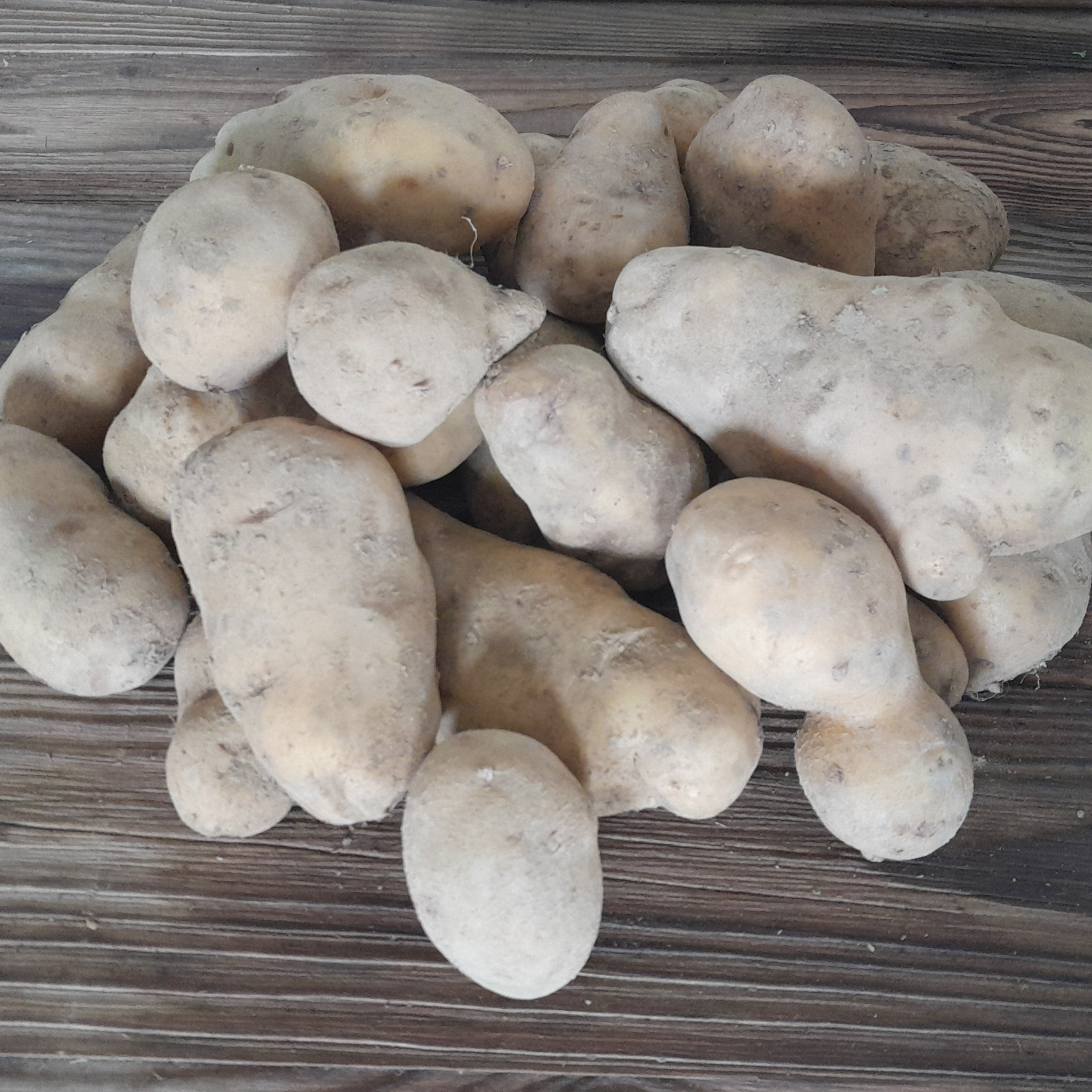 Pomme de terre