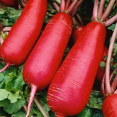 Radis Long NOIR - 150g