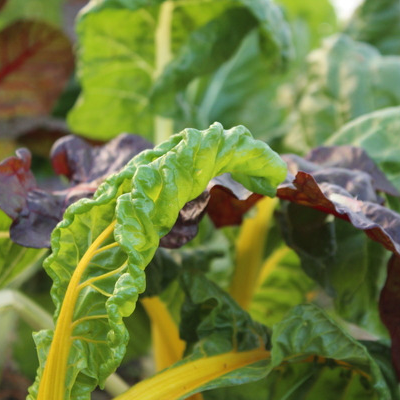 Blette - botte - 600g