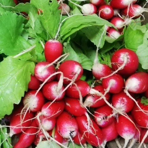 Radis Botte