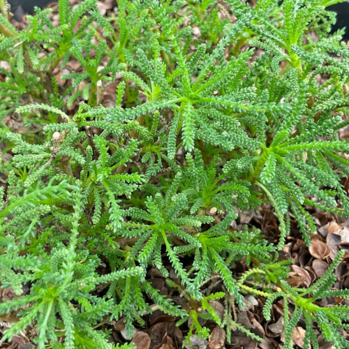 SANTOLINE VERTE SENTEUR HUILE D'OLIVE Bio