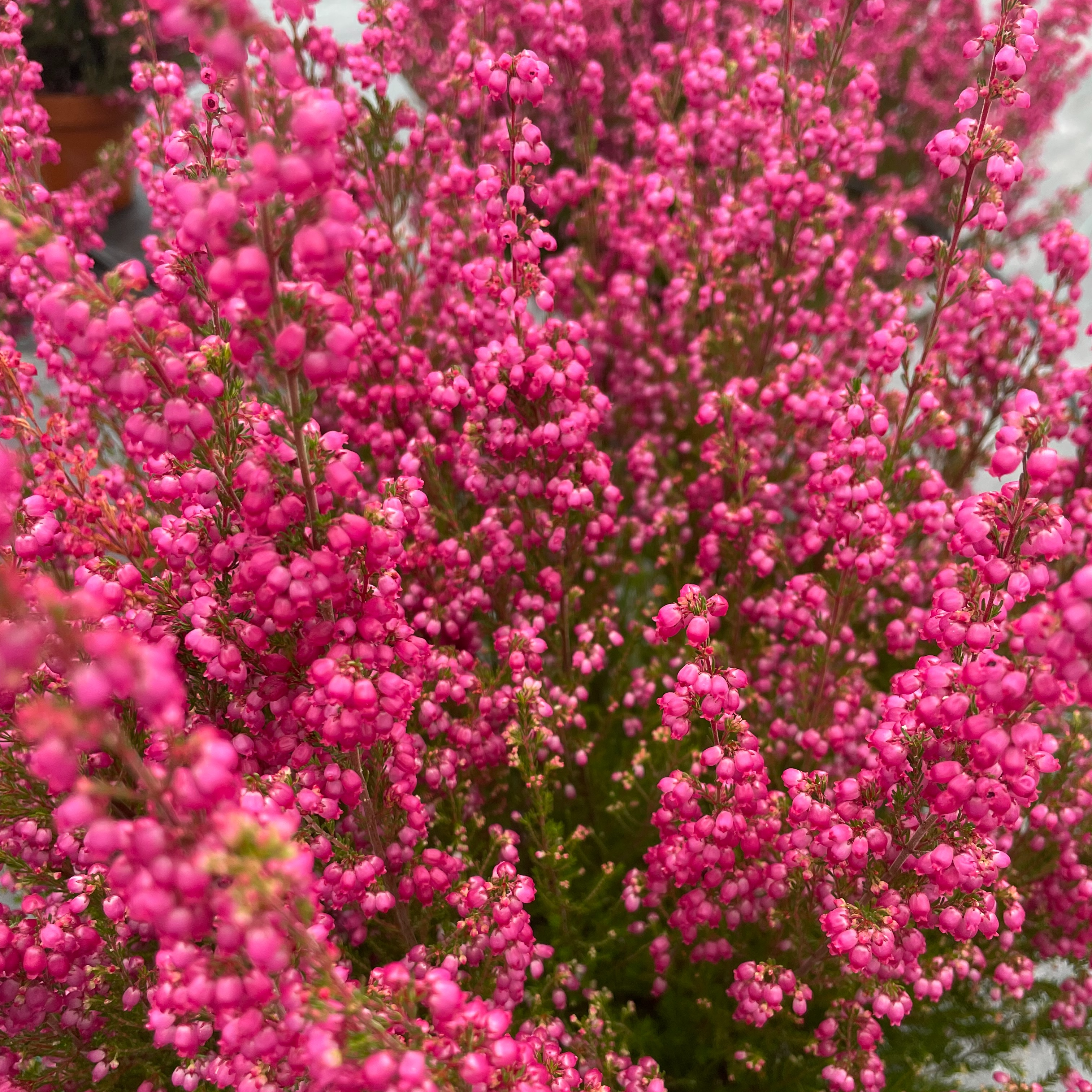 Bruyère - Erica gracilis