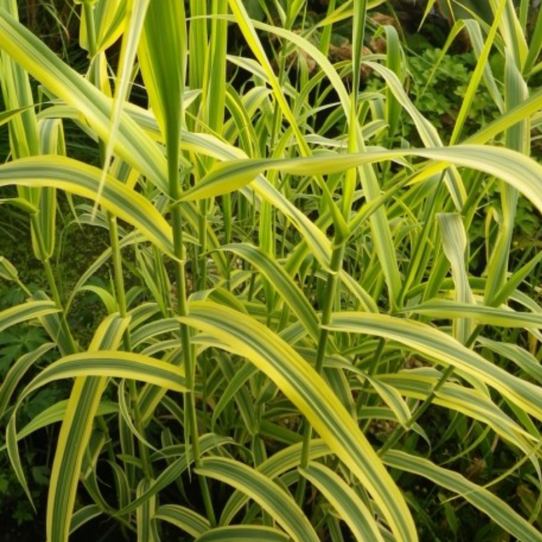 Arundo donax 'Golden Chain'
