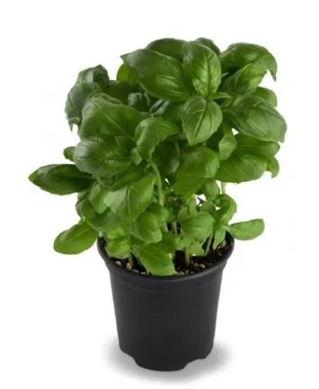 Basilic en pot