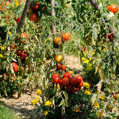 Variétées de tomates et autres légumes