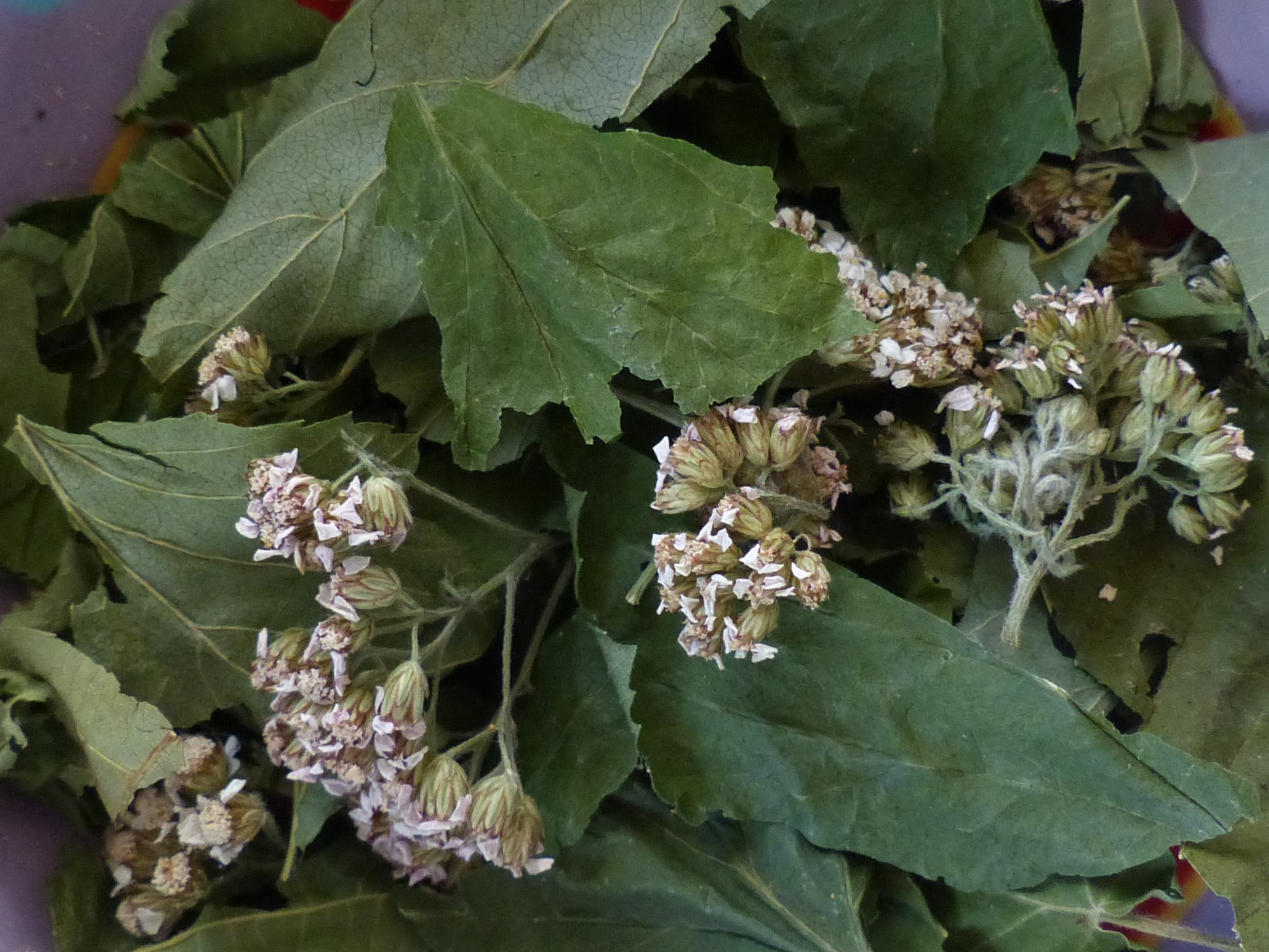 Belles Gambettes - 25g