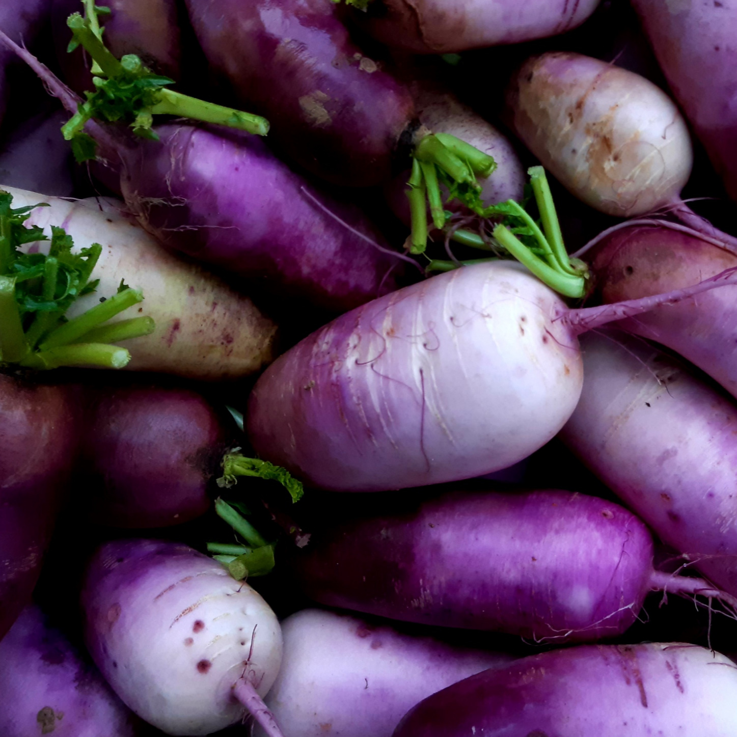 RADIS BLUE CANDLE - 400g