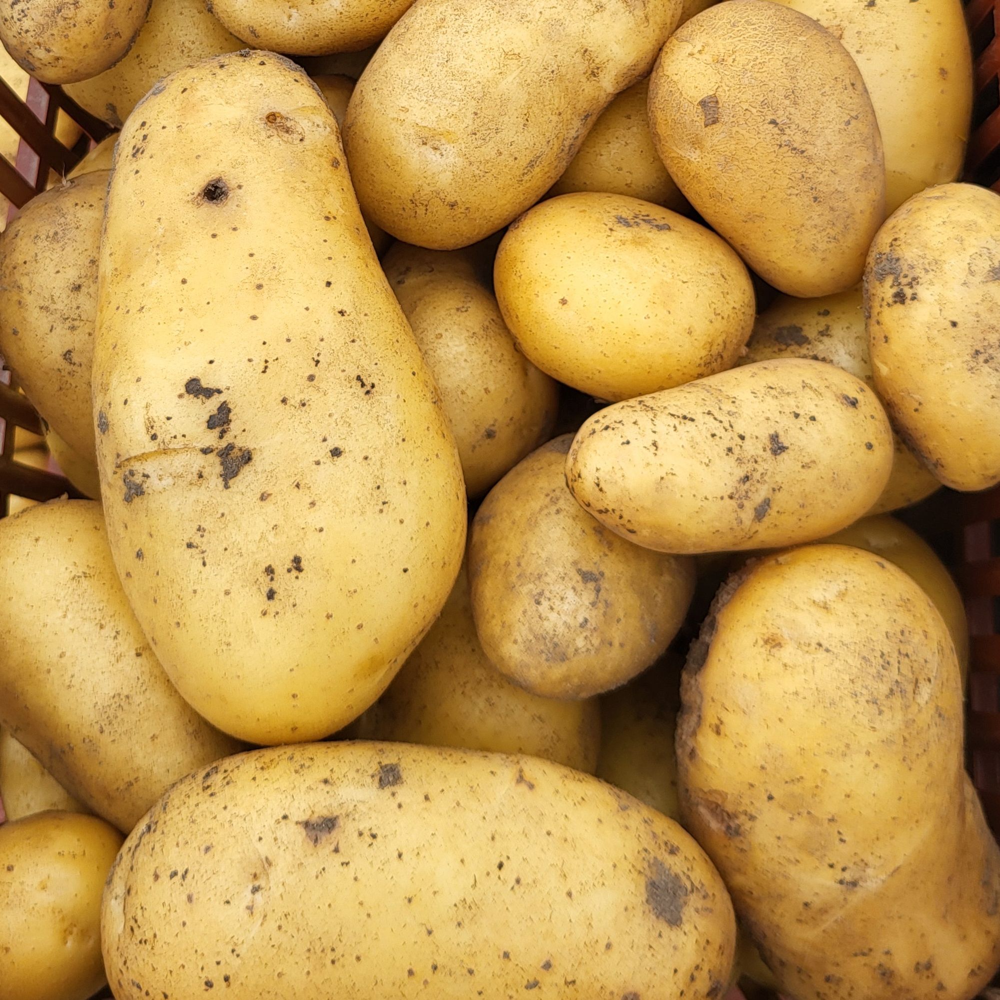 Pomme de terre blanche 1 kg