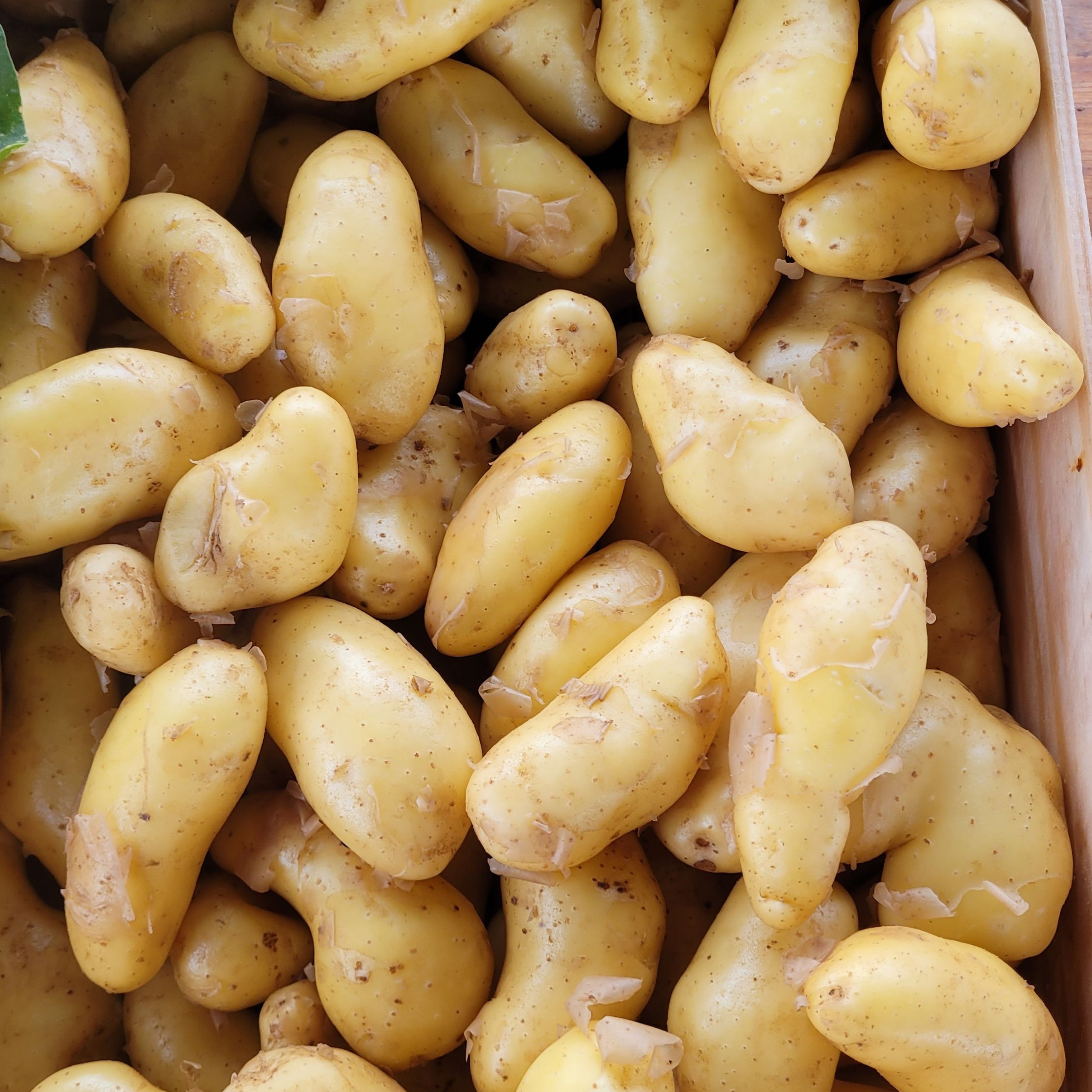 POMME DE TERRE NOUVELLE