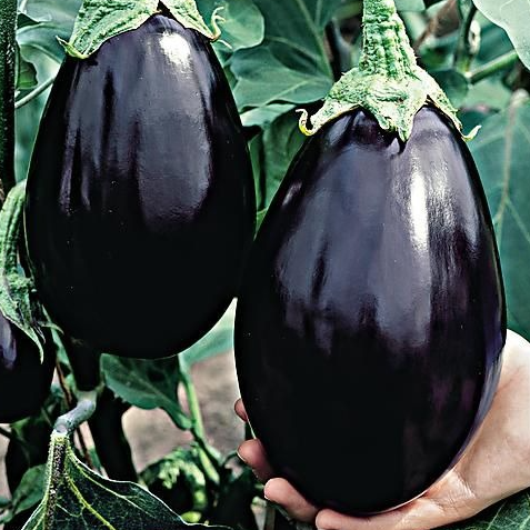 Aubergine greffée Black beauty, en motte 10 cm ou en pot 1 litre